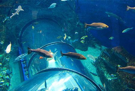 Aquarium du Québec.