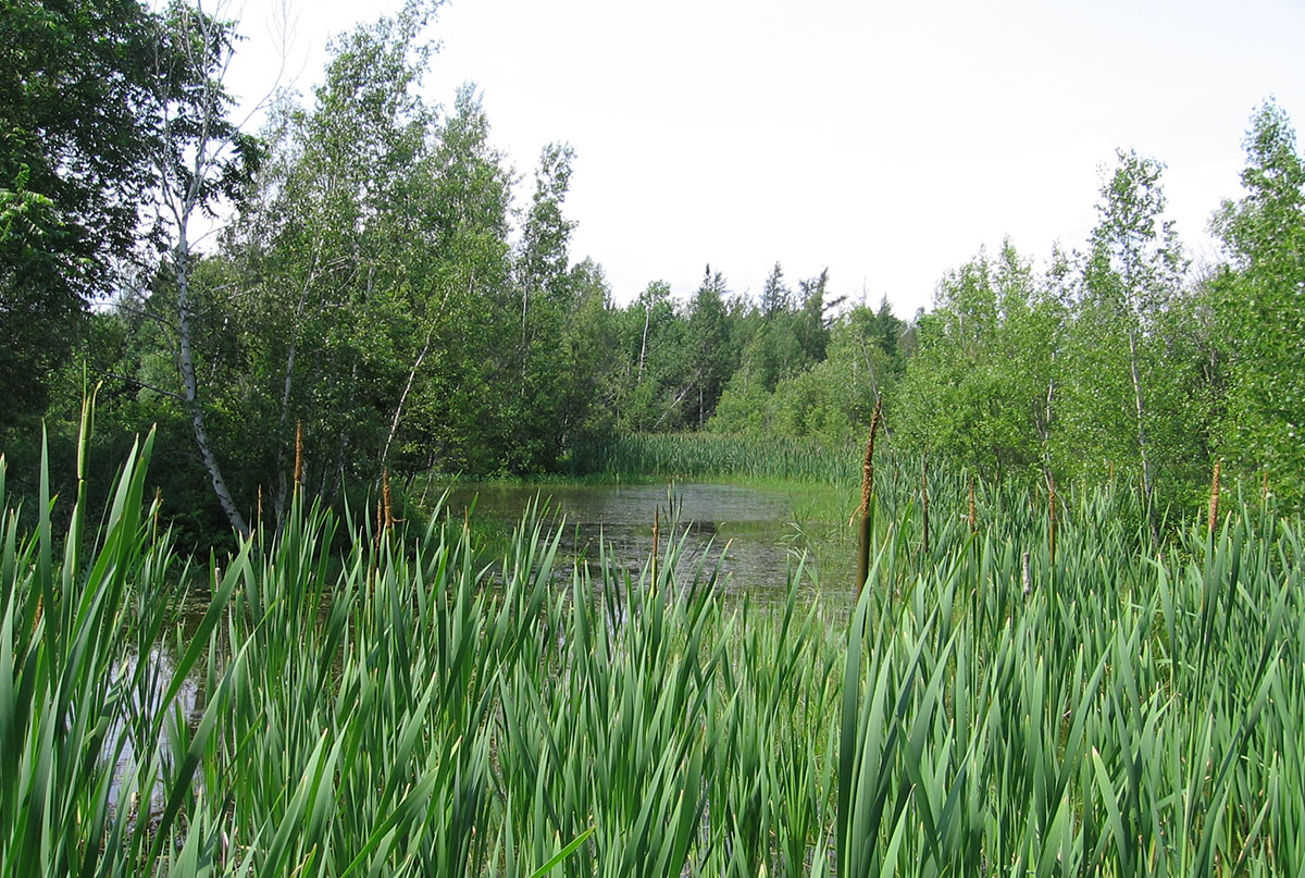 Plan Regional Des Milieux Humides Et Hydriques