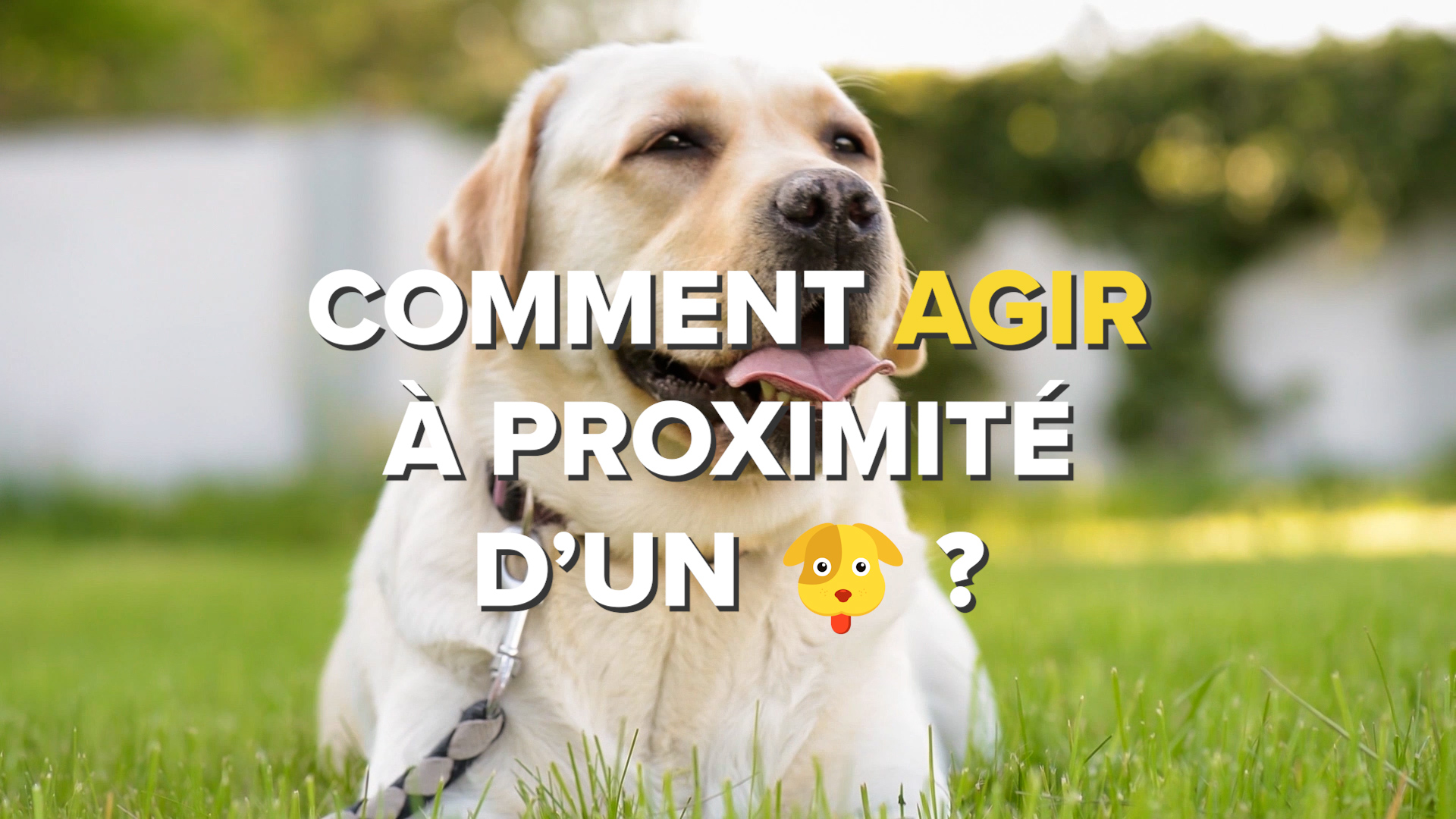 Comment agir à proximité d'un chien?