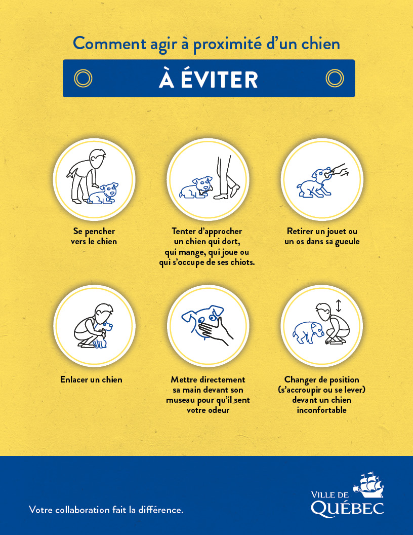 Comment agir à proximité d'un chien. À éviter.