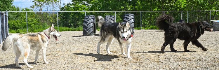 Parc canin