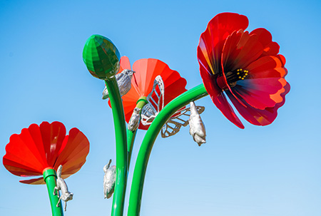 Des coquelicots géants accueillent les animaux des alentours