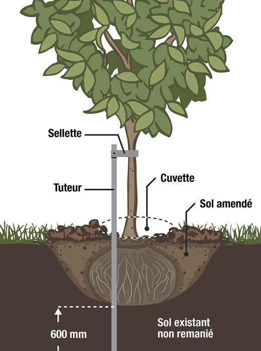 Plantation D Arbres Plantation D Arbres