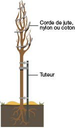 Entretien et protection des végétaux