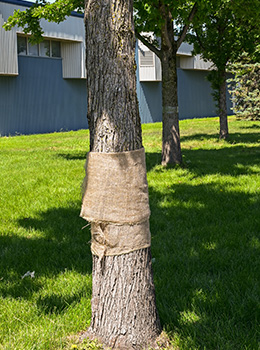 Partie supérieure de la toile de jute repliée vers le bas.