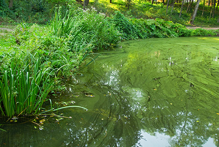 Cyanobactéries dans un cour d'eau