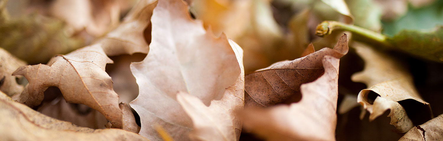 Feuilles Feuilles
