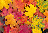 Feuilles d'automne de plusieurs couleurs.