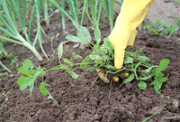 Main d'une personne, portant un gant jaune, qui arrache des mauvaises herbes dans un jardin.