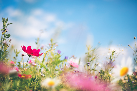 Jardin biodiversité